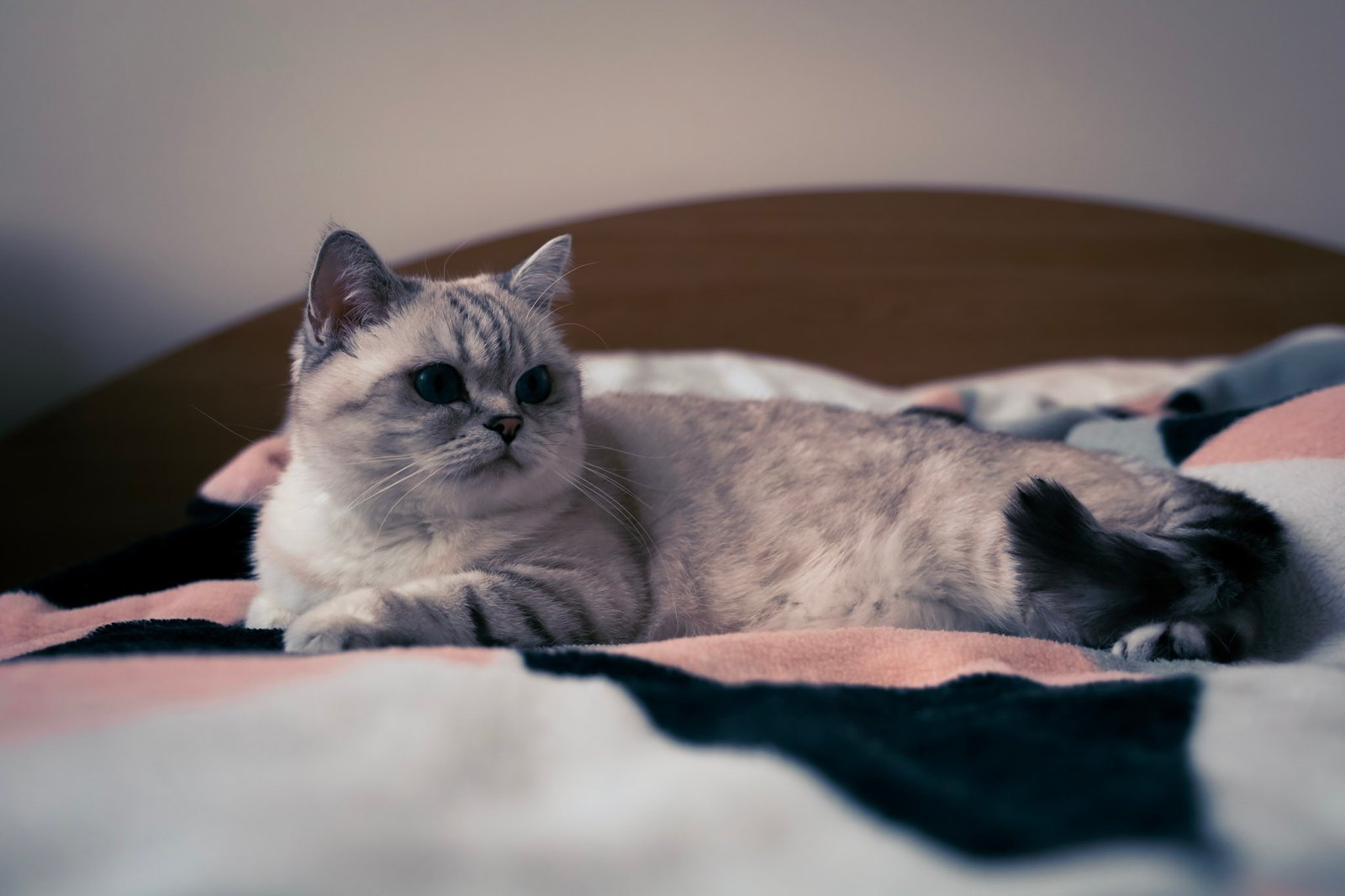 Purrliament