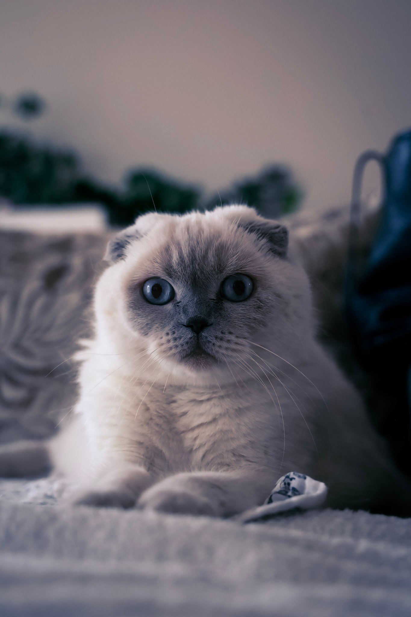 Purrliament