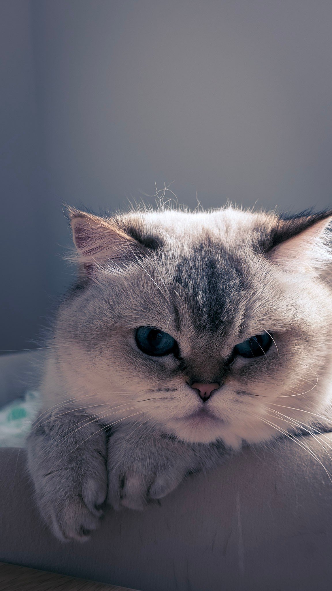 Purrliament