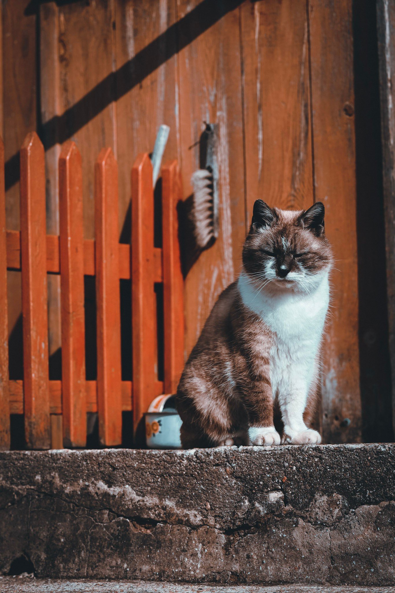 Purrliament