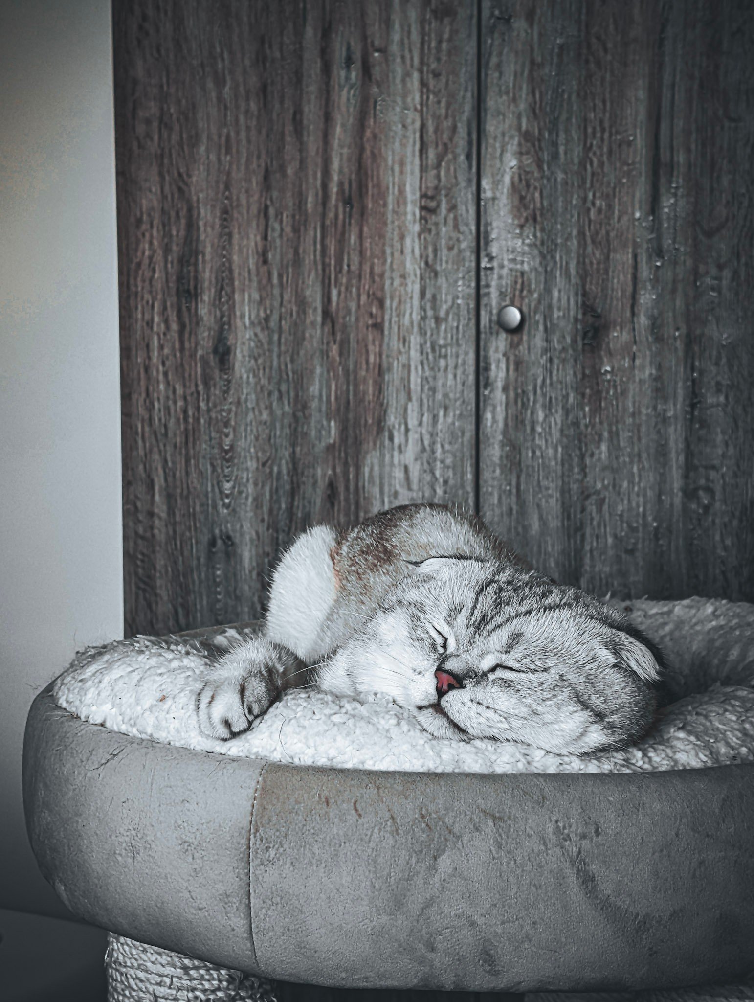 Purrliament